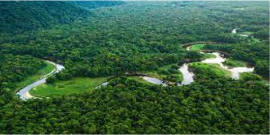 Amazon rainforest from above, unaffected by deforestation