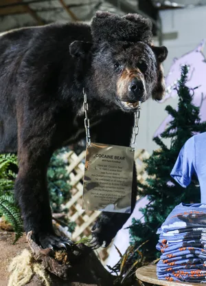 The story of a cocaine-eating black bear has people excited this February. A new movie with an all-star cast, including Ray Liotta, O’Shea Jackson, Jr, and Keri Russel, is coming out on February 24th, 2023, in theaters worldwide. Cocaine Bear is loosely based on a true story of a Georgian black bear that ingested cocaine dropped from a drug smuggler’s airplane. The now taxidermied bear stays in a Kentucky mall where he has been given the name “Pablo EskoBear.” Unlike Pablo’s true story, however, the movie puts on a violent twist as Cocaine Bear goes on a violent rampage leaving an unlikely group of individuals to stop it in a Georgia forest. Every day the hype for “Cocaine Bear” grows stronger as the release day grows closer.
When asked if excited for the release of Cocaine Bear, Oliver Winch (10) replied, “Somewhat, totally forgot but the name sounds incredible.” Zach Rivers (10) stated that he would, “Sell a kidney for a ticket.”
Students were also asked what they would do if faced with a bear high on cocaine; Evan Loftin (10) said he would lie on the ground and accept his fate, Brion Grimes (11) said that he would, “Stop drop and roll.” Other responses ranged from praying for help all the way to a thumb wrestling match against the massive bear. 
