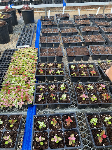 Plants being grown in greenhouse